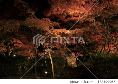 Autumn night view of illuminated trees turning bright red around Miyawaki Cable Car Station on Mount Tsukuba 128399967