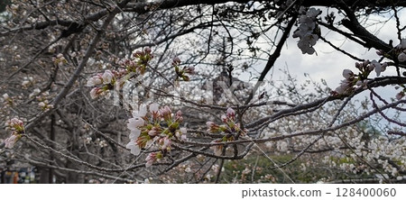 櫻花和八坂塔 櫻花和八坂塔 128400060