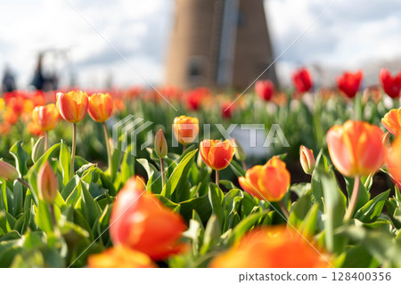 Tulips at Furusato Square Tulips at Furusato Square 128400356