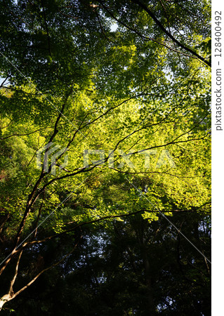 京都寺廟內的楓樹 128400492