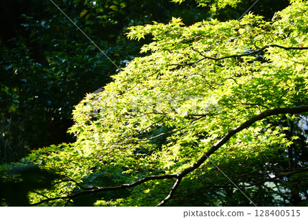 京都寺廟內的楓樹 京都寺廟內的楓樹 128400515