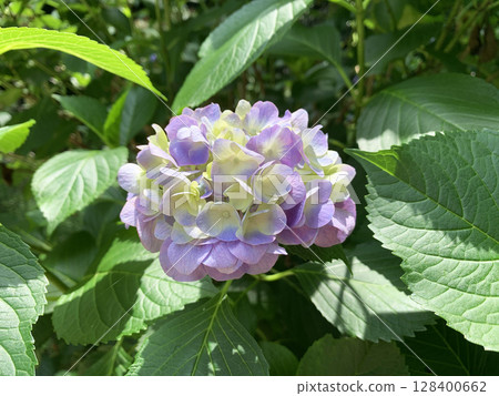 Hydrangeas with gentle colors that shine in the sunlight 128400662