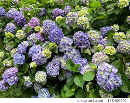 A scene of early summer with colorful hydrangeas in full bloom 128400691