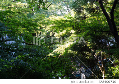 長樂寺院內的風景 128400730
