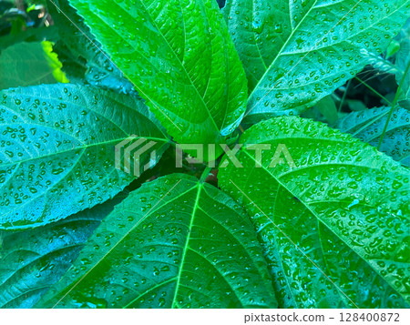 close up of green leaf texture close up of green leaf texture 128400872
