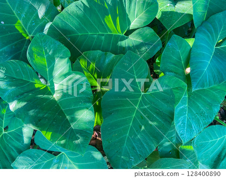 green leaf texture with water drops green leaf texture with water drops 128400890
