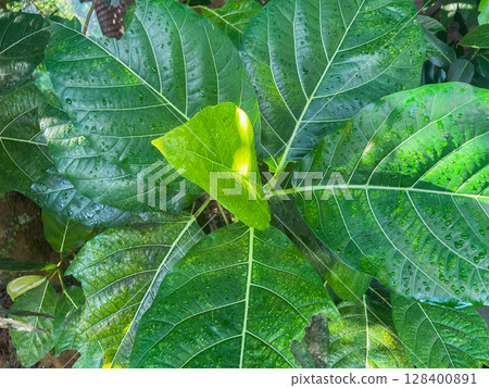 green leaf with water drops green leaf with water drops 128400891