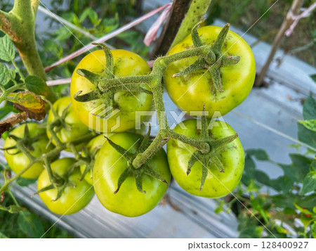 green tomatoes on the branch 128400927