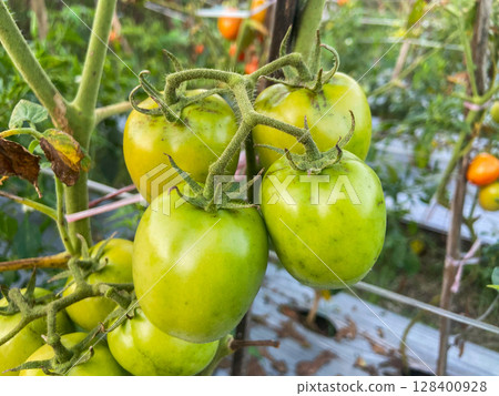 tomatoes in a greenhouse tomatoes in a greenhouse 128400928