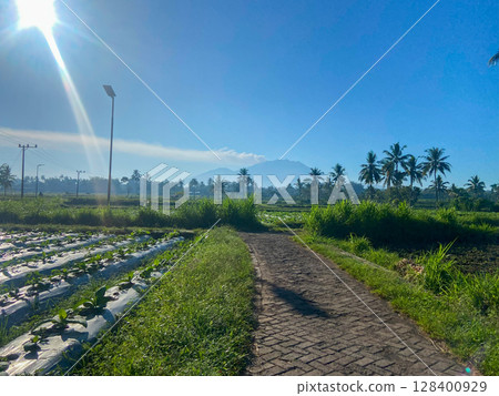 rice field with water sprinkler 128400929