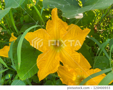 cucumber in the garden 128400933