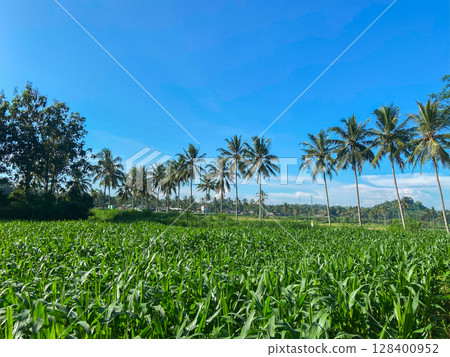 palms on the palms palms on the palms 128400952
