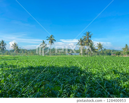 green tea plantation on a field green tea plantation on a field 128400953
