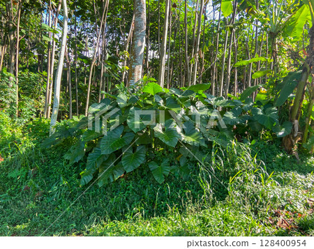 green leaves of a tree in the jungle green leaves of a tree in the jungle 128400954