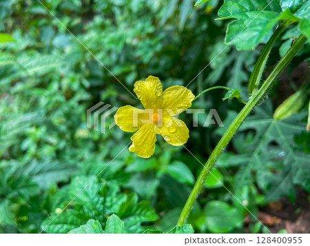 flower of cucumber in the garden 128400955