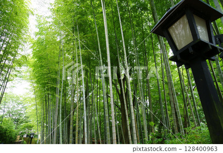 Izu Shuzenji Bamboo Forest Path Izu Shuzenji Bamboo Forest Path 128400963