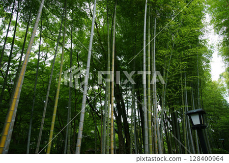 伊豆修善寺竹林小徑 伊豆修善寺竹林小徑 128400964