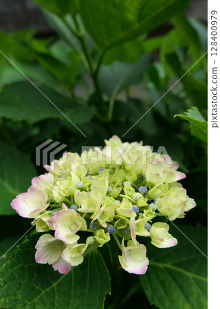 初夏，年輕而新鮮的繡球花盛開 128400979