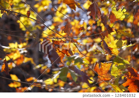 Autumn leaves Platanus leaves 128401032
