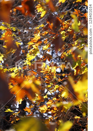 Autumn leaves Platanus leaves 128401034