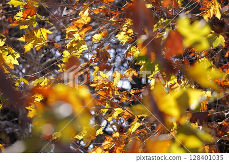 Autumn leaves Platanus leaves 128401035