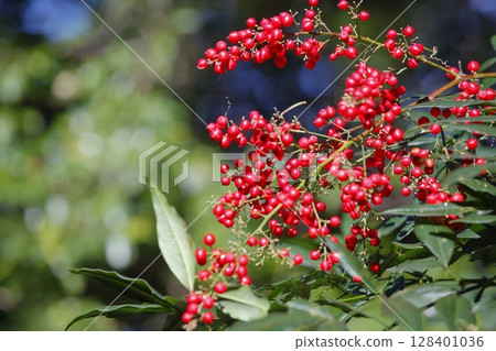 南天竹與紅色水果 128401036