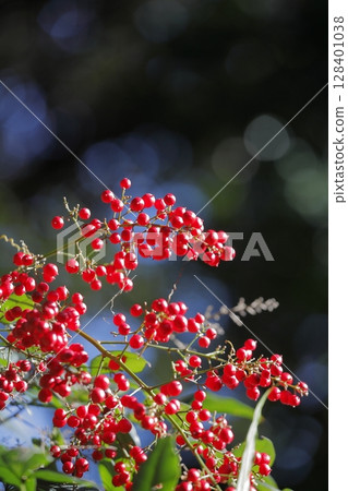 南天竹與紅色水果 128401038