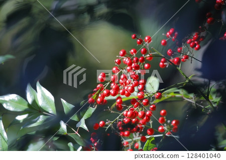 Nandina with red fruit 128401040