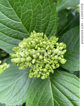 膨脹的花蕾：開花前的繡球花 128401056