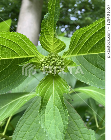 膨脹的花蕾：開花前的繡球花 128401057