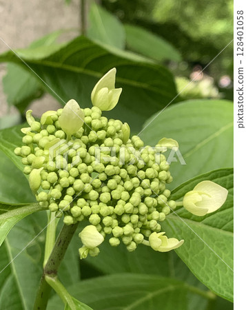 膨脹的花蕾:開花前的繡球花 膨脹的花蕾:開花前的繡球花 128401058