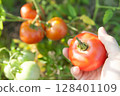 Harvesting tomatoes in the field 128401109
