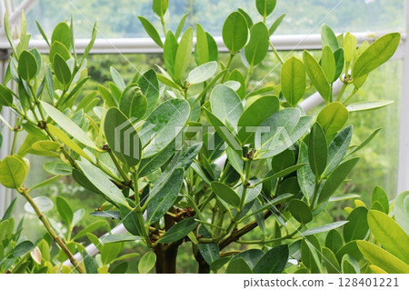 Garcinia plants planted in a greenhouse Garcinia plants planted in a greenhouse 128401221
