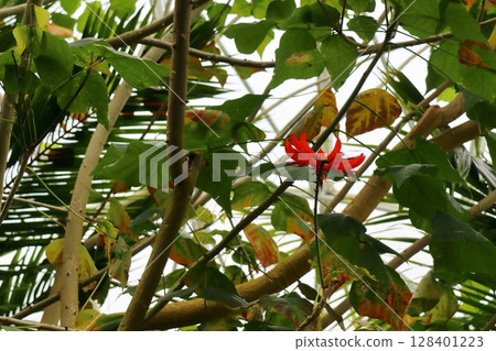 Red flowers of the rhododendron Red flowers of the rhododendron 128401223