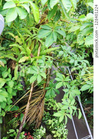 溫室裡種植的小笠原章魚 溫室裡種植的小笠原章魚 128401224