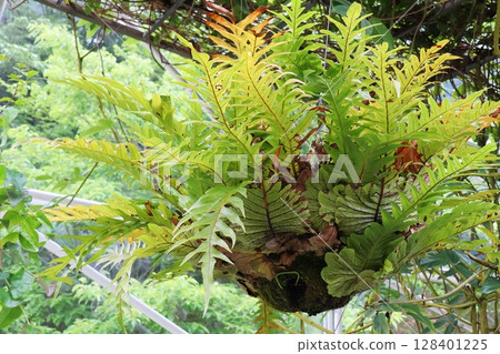 Cotswold Fern Hanging in a Greenhouse 128401225