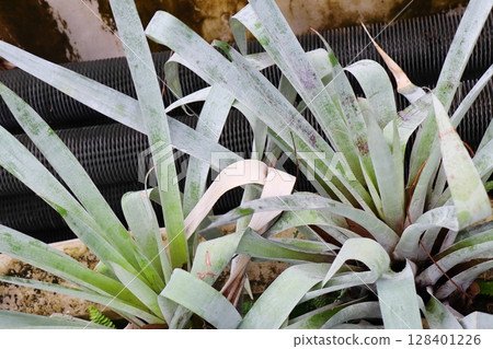 Silver-leafed Alcantarea odorata 128401226