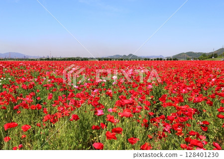 A field of bright red poppies 128401230