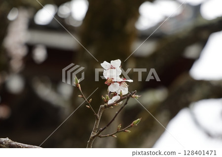 一朵櫻花在寒冷的天氣裡綻放 128401471