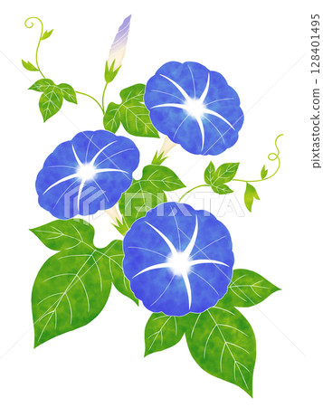 Watercolor morning glory 128401495