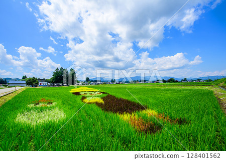 秋田縣仙北市的稻田藝術 128401562