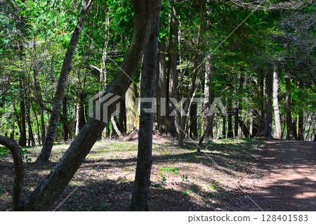 山中湖、文學之森公園景色 山中湖、文學之森公園景色 128401583