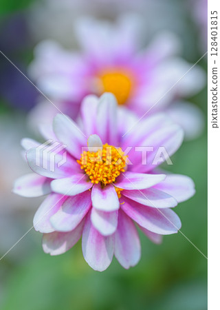 百日草 百日草 128401815