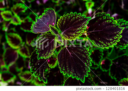 錦紫蘇 錦紫蘇 128401816