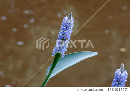 原產於北美洲,在水邊開花的 Pontederiaceae 原產於北美洲,在水邊開花的 Pontederiaceae 128401857