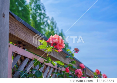 A view of pink roses in full bloom against a blue sky A view of pink roses in full bloom against a blue sky 128402225