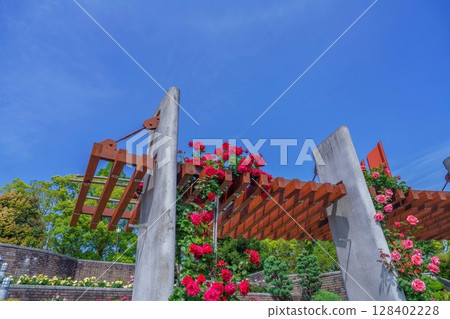 A scene of bright red roses in full bloom against a blue sky A scene of bright red roses in full bloom against a blue sky 128402228