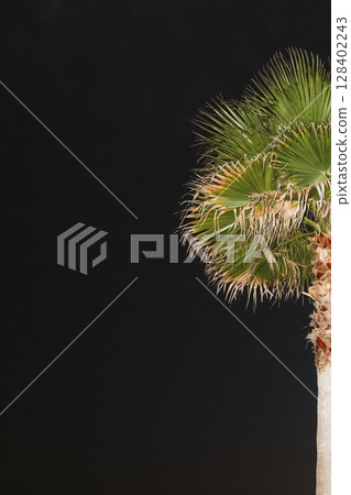 Palm Tree Against Night Sky with Vibrant Foliage 128402243