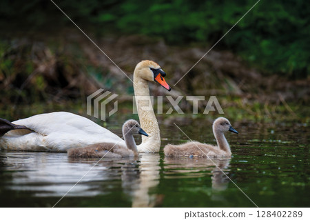 Mute swan with baby. Cygnets on summer day in calm water. Bird in the nature habitat Mute swan with baby. Cygnets on summer day in calm water. Bird in the nature habitat 128402289