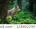 Wolf in summer forest. Wildlife scene from nature. Wild animal in the natural habitat 128402290
